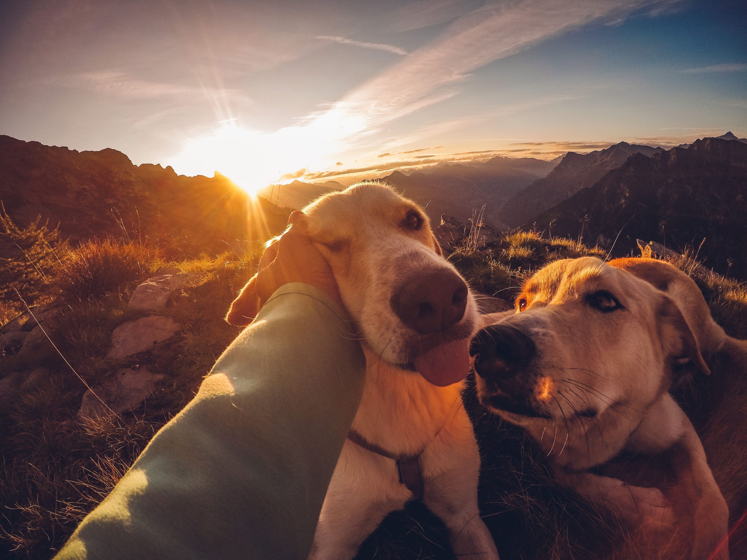 chewy-nPRK_w6tcQ4-unsplash